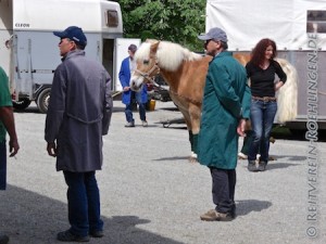 Ankunft am Stall in Nessenreben und Ausladen der Pferde