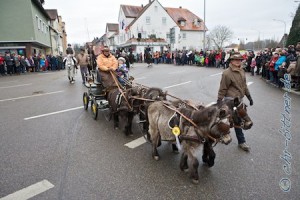 Brigitte Schmid aus Schwäbisch Gmünd fuhr mit ihren vier Shettys bei uns mit...