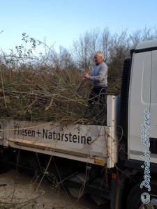 Fachmännisch werden die Äste kleiner gezwickt, damit mehr auf den Laster passt...