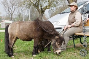 Brigitte Schmid lässt ihre Ponys grasen...