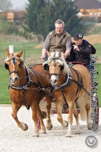 Arndt Gerlach hat seine Haflinger dabei..