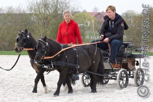 Ute Ladenburgers zweites Pony bekommt eine extra Ausbildung....