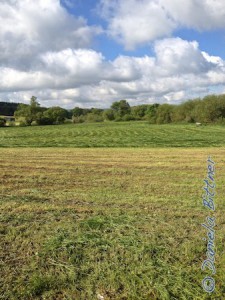 Die große Wiese ist auch schon gemäht..