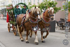 Josef Thomer mit zwei seiner Dicken vor dem Brauereiwagen der Rotochsenbrauerei...