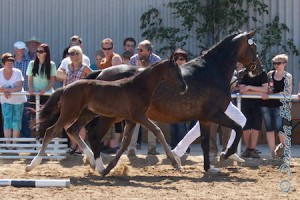 Hengstfohlen von Sezuan aus einer Mutter von St. Moritz, gezogen und im Besitz von Hubert Vogler von der  Adlersteige in Ellwangen